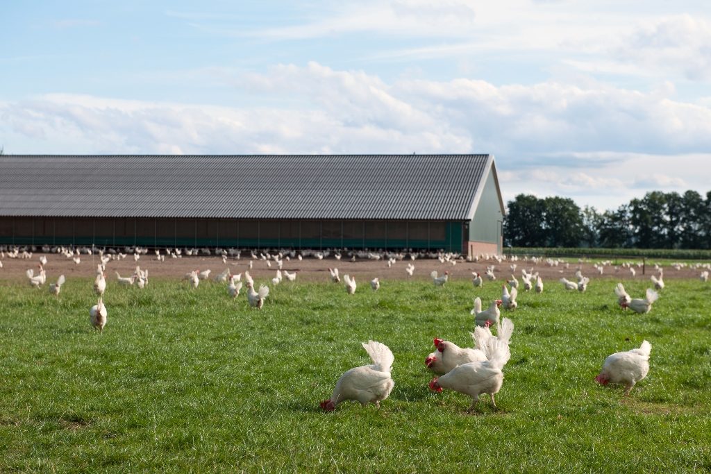 Poultry houses are among the commercial co-op loads which could benefit from DC power. (Photo By: Getty Images/iStockphoto)