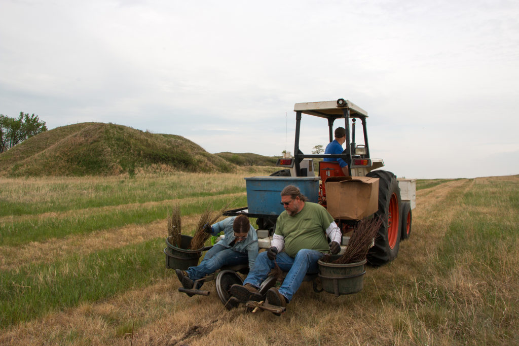 Trees planted near a spoils pile are part of a vegetation management plan related to a Basin Electric transmission project in North Dakota. (Photo By: Basin Electric)