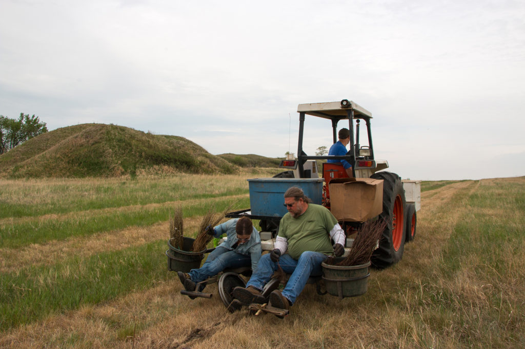 Trees planted near a spoils pile are part of a vegetation management plan related to a Basin Electric transmission project in North Dakota. (Photo By: Basin Electric) 