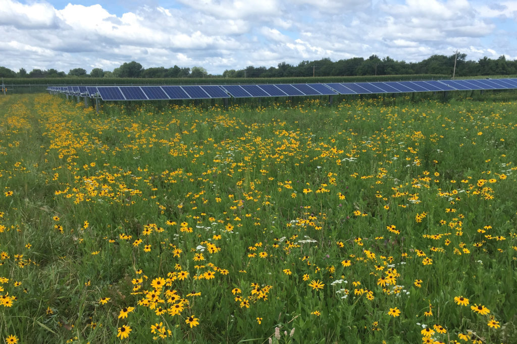 Dairyland G&T is developing large pollinator plots at all 18 of its solar farms to host monarch butterflies, bees and other pollinators. (Photo By: Dairyland) 