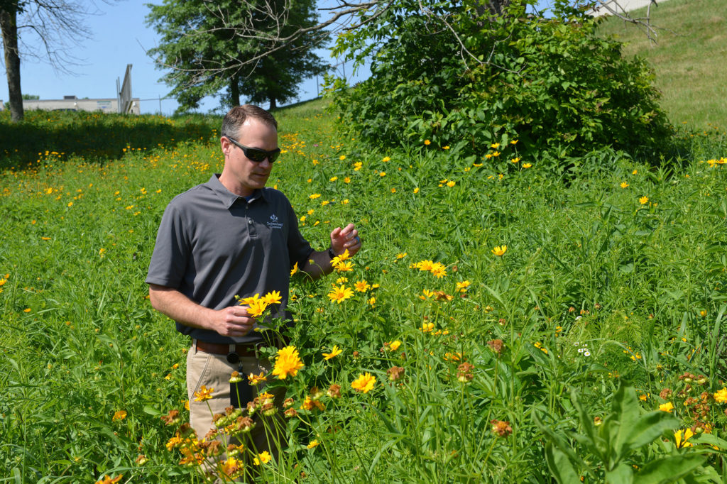 Josh Young, EKPC’s natural resources and environmental compliance supervisor, checks out the 1.7-acre “pollinator patch” at the co-op’s headquarters in Winchester, Kentucky. (Photo By: EKPC)