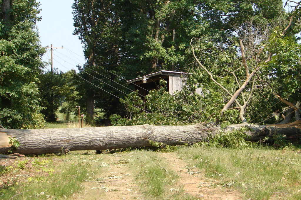 High winds from a derecho are powerful enough to topple tall trees into power lines, disrupting electrical service for co-op members. (Photo By: CVEC)
