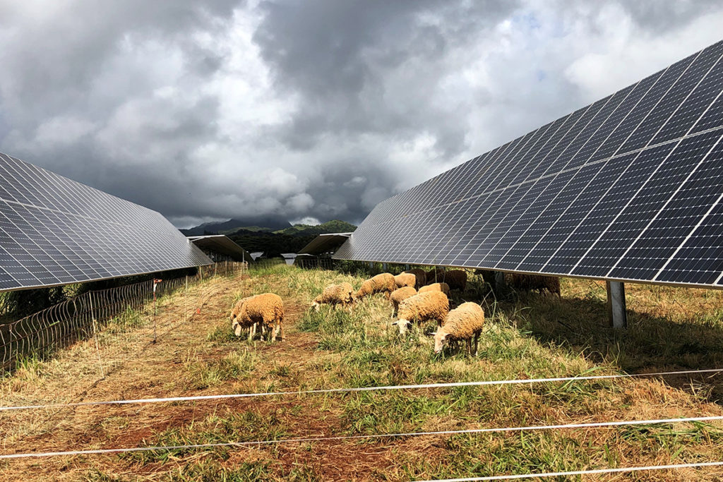Solar power is helping members of Kauai Island Utility Cooperative reduce their energy costs as the co-op’s diesel fuel use continues to decline. (Photo By: Shelly Paik/KIUC) 