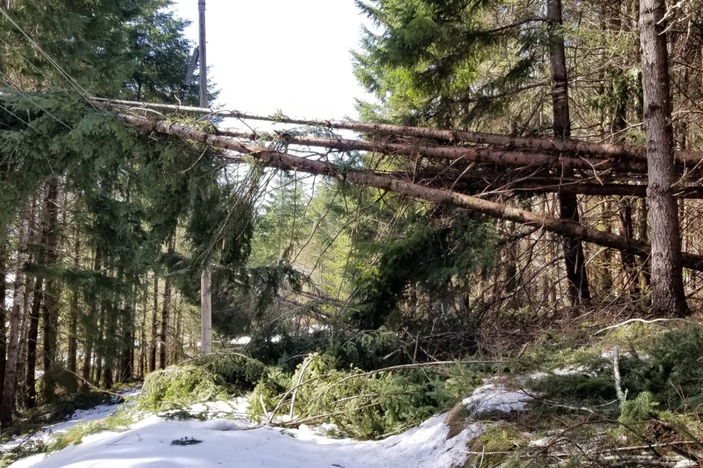 Electric lines serving the territory of Douglas Electric Cooperative near Roseburg, Oregon, were heavily damaged by falling trees, high winds and heavy snow in late February. (Photo By: Douglas EC)