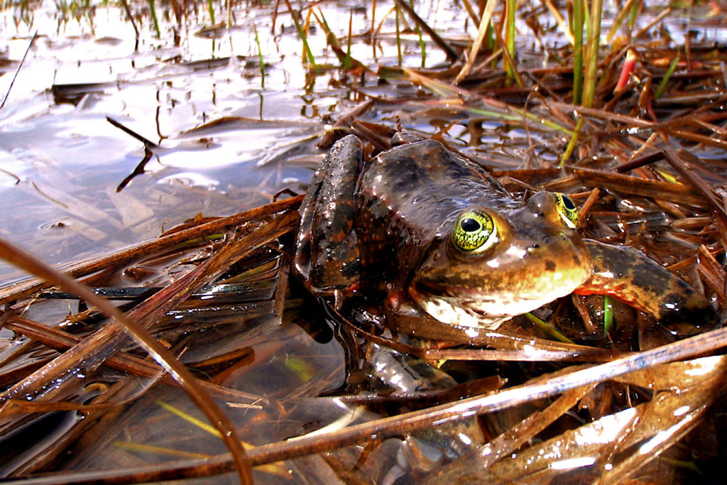 The Oregon spotted frog has found refuge under BPA’s high-voltage power lines, where the electricity provider’s maintenance of marshy grasses is beneficial to both parties. (Photo By: USFWS)