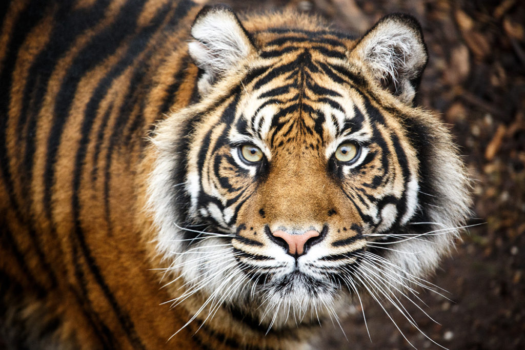 Lineworkers from Rural Electric Cooperative in Oklahoma feel tiger eyes watching them when they make service calls to the “Tiger King” animal park featured in the Netflix documentary. The tiger pictured here does not live in that park.  (Photo By: Alex Turton/Getty Images)