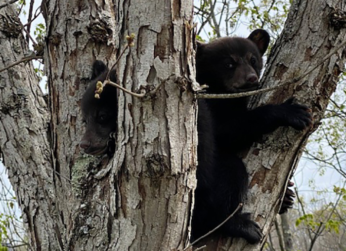 Three orphaned black bear cubs cling to a tree 60 feet up, just before a lineworker from BARC Electric plucked them to safety. (Photo Courtesy of Travis Rhodenizer/BARC Electric)