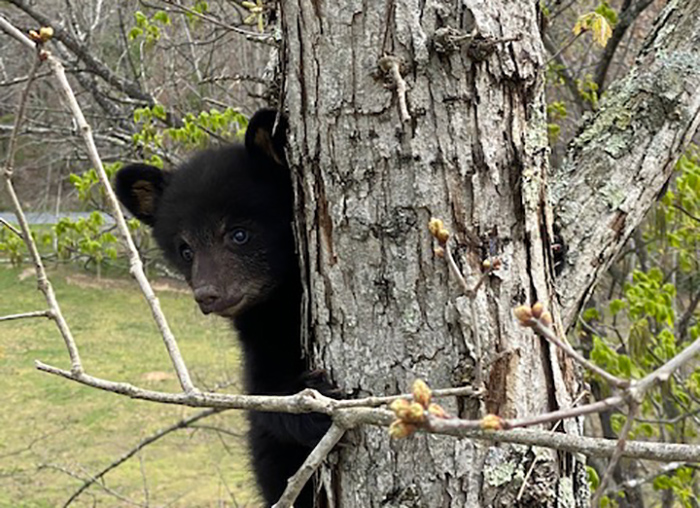 A BARC Electric lineworker turned three orphaned black bear cubs over to a wildlife center Easter Sunday after rescuing them from a tree near an interstate. The mother bear had been by a tractor trailer. (Photo Courtesy of Travis Rhodenizer/BARC Electric)