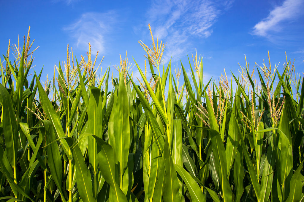 The USDA is forecasting a near-record corn harvest for 2020, but many farmers worry that prices for their crops could be low due to the collapse of the ethanol market. (Photo By: Somkak Sarykunthot/Getty Images)
