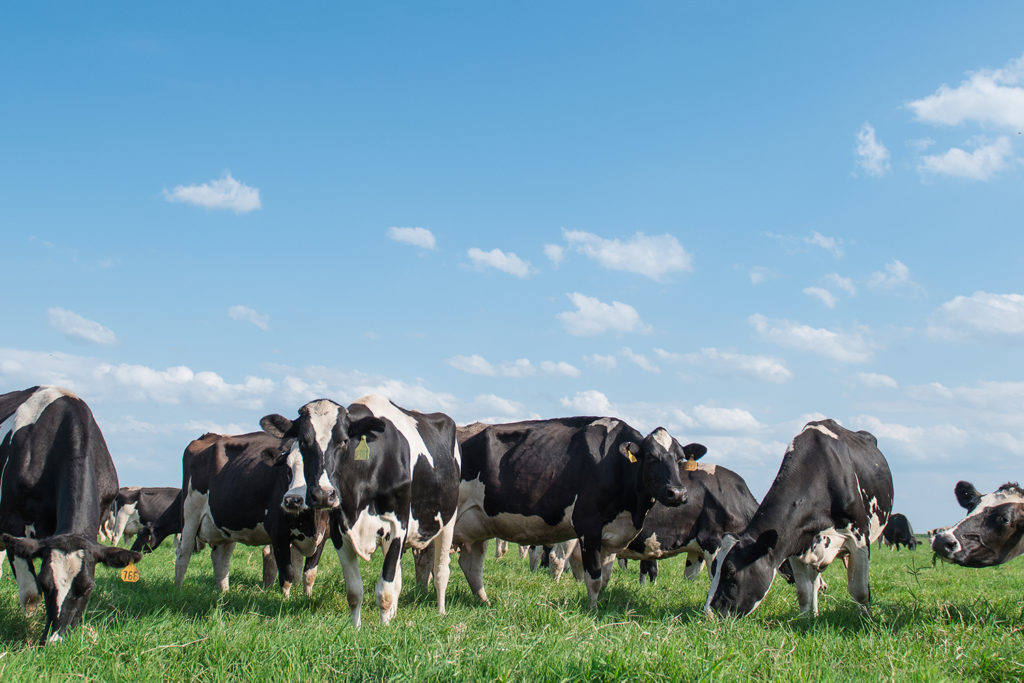 Milk producers in Florida were among dairy farmers nationwide who saw institutional and commercial demand for milk and dairy products decline as schools and restaurants closed because of the COVID-19 pandemic. (Photo By: Brittany Thurlow/ 10-Mile Dairy)