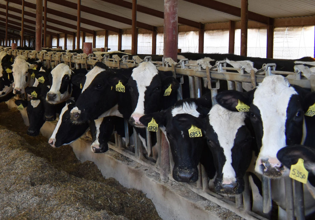 Cows from Strassburg Creek Dairy, in the service territory of Central Wisconsin Electric Cooperative are readied for milking. (Photo By: Bert Lehman/Central Wisconsin EC)