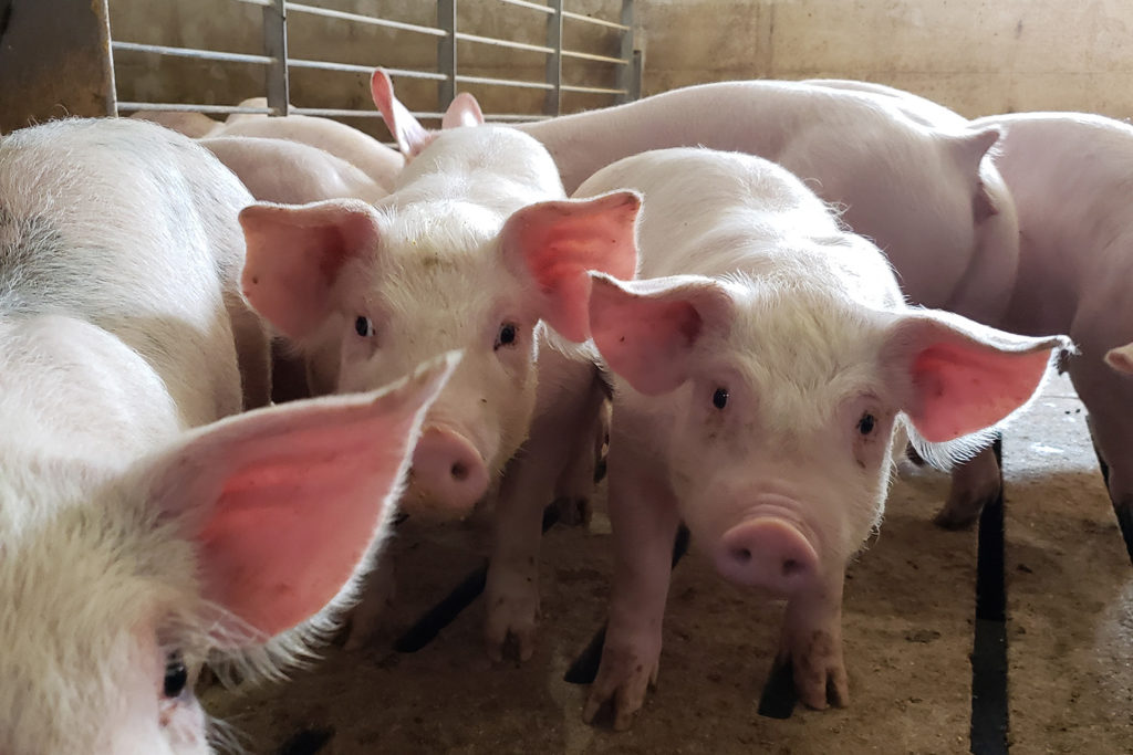 These Iowa pigs are growing up with solar power that’s helping to provide renewable energy for electric co-op members. (Photo By: Reicks View Farms)