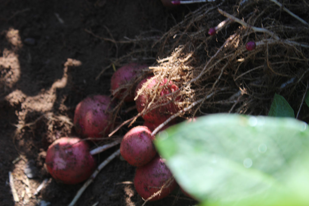 Red-skinned potatoes are among the more than 200 varieties grown by farmers in 30 states for domestic consumption and export. (Photo By: Colorado Potato Administrative Committee)