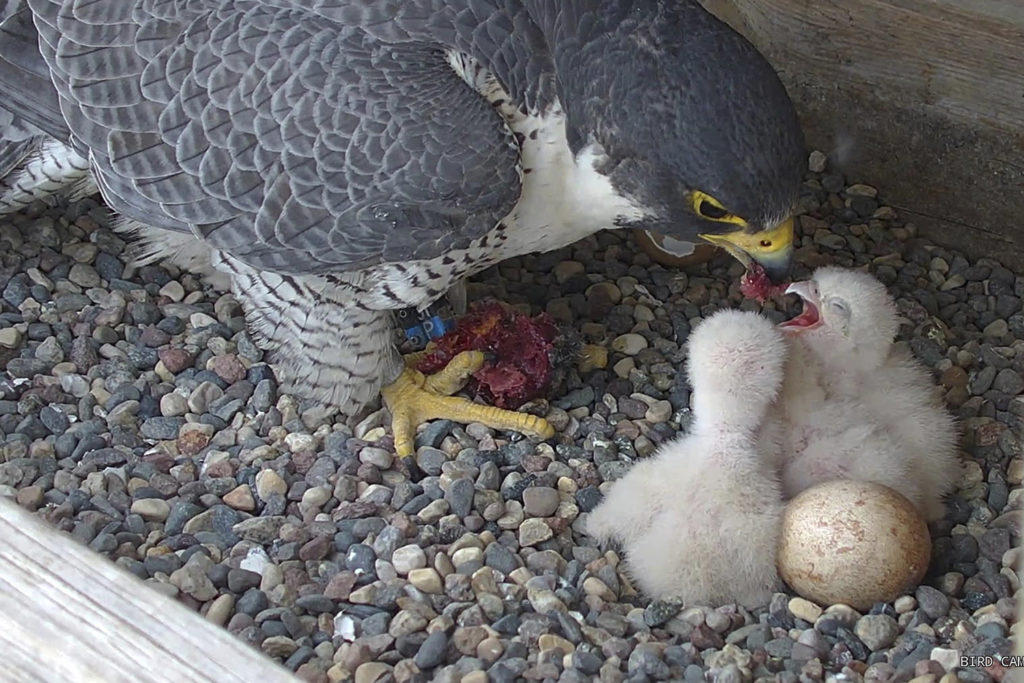 Breezy feeds her fledgling peregrines in a new nesting box provided by Great River Energy, which relocated the falcons’ home from the roof of a shuttered power plant to a 90-foot power pole. (Photo By: Great River Energy)