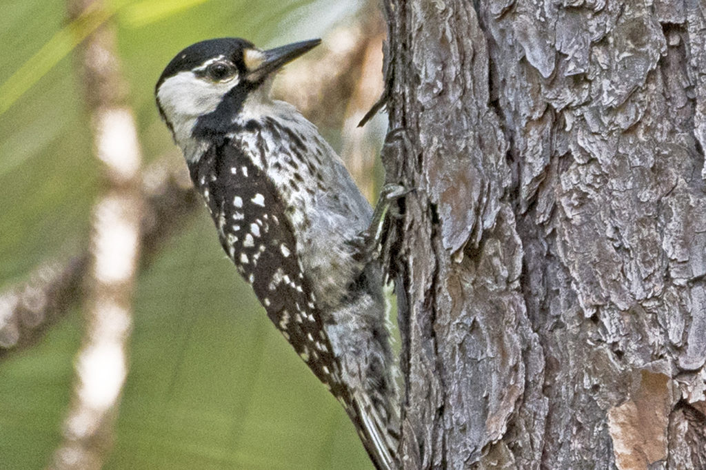 The U.S. Fish and Wildlife Service may downlist the red-cockaded woodpecker as its population grows in areas that include Central Electric Power Cooperative’s service territory. (Photo By: Getty Images)