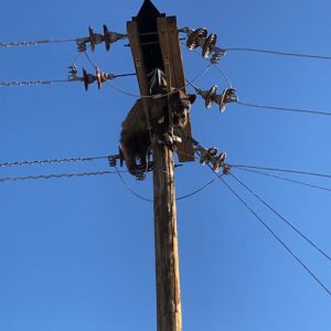 Bear stuck on pole in Arizona